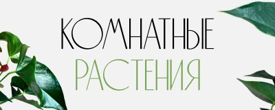 Баннер новости BFlorum: Комнатные растения